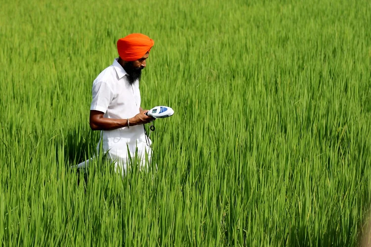 Rice field in India